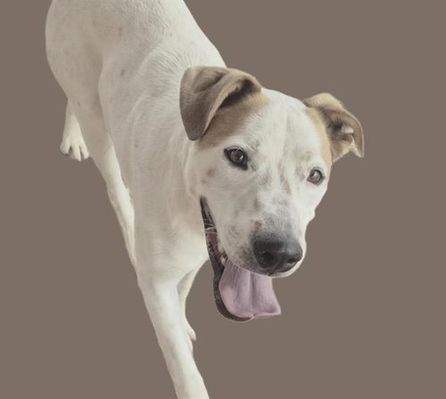 NOAH - German Shepherd Dog / American Pit Bull Terrier available for adoption
