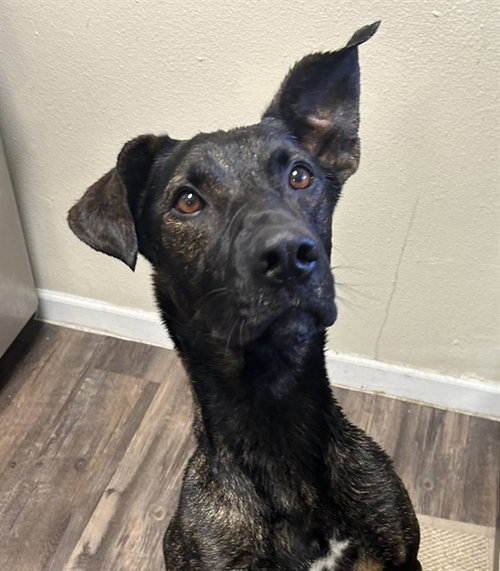 BONITO - Dutch Shepherd available for adoption