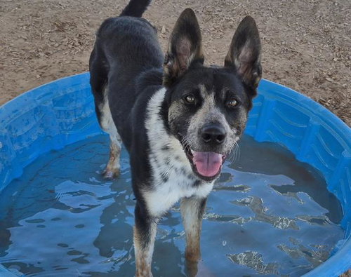 ZEUS - Border Collie available for adoption
