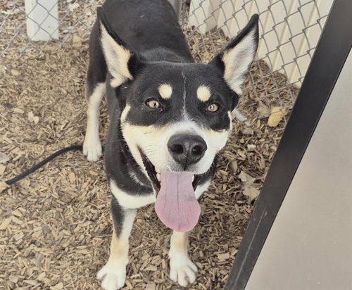 picture of the dog needing adoption