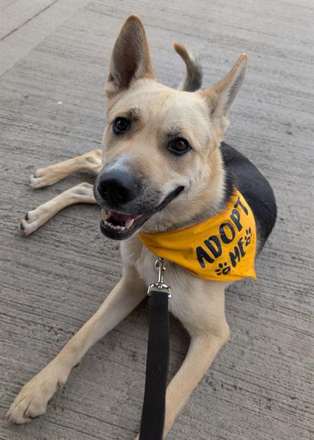 OSO - German Shepherd Dog available for adoption