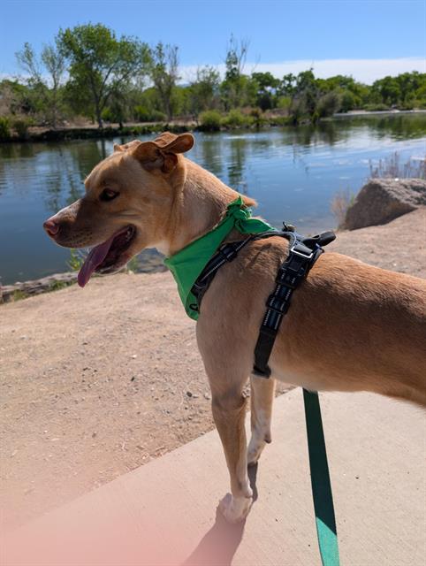 PENELOPE, an adoptable Australian Cattle Dog in Albuquerque, NM