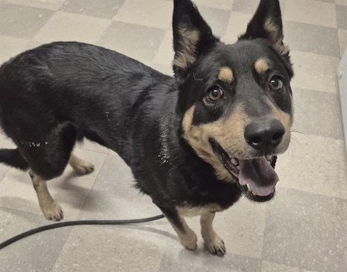 TIKA - German Shepherd Dog available for adoption