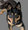TIKA - Photo 1
