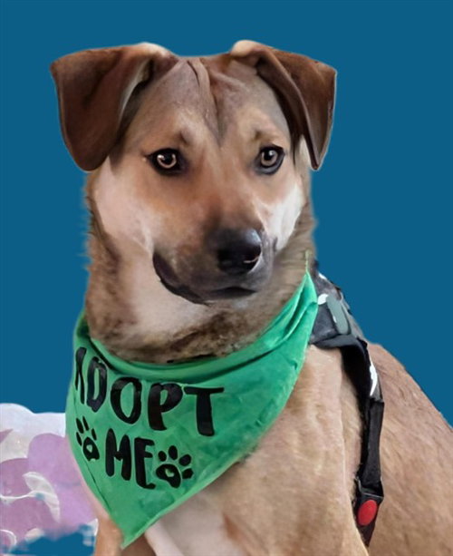 RILEY, an adoptable Australian Cattle Dog in Albuquerque, NM