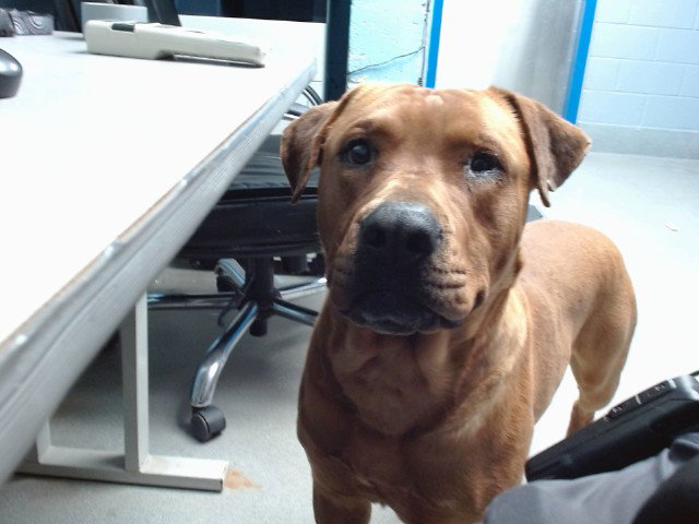 SCOOBY Image