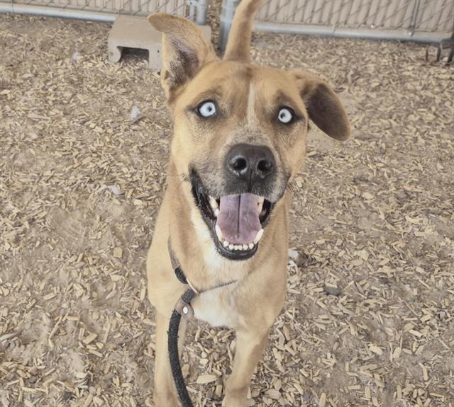 BAILEY Image