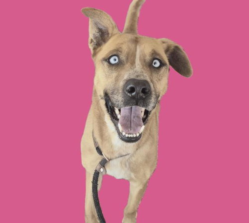 picture of the dog needing adoption