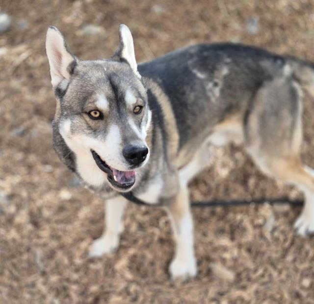 German Shepherd