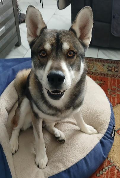 picture of the dog needing adoption