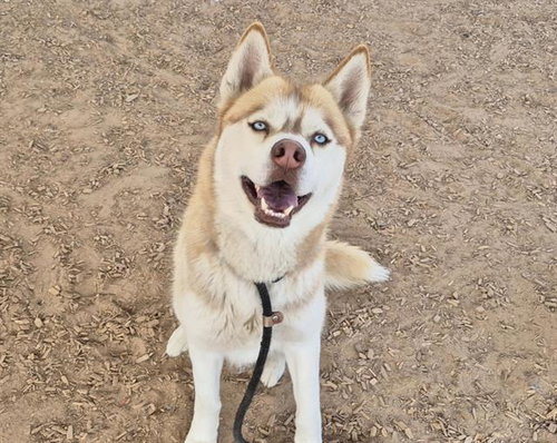 picture of the dog needing adoption