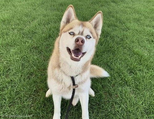 BLUE EYES, an adoptable Husky in Albuquerque, NM