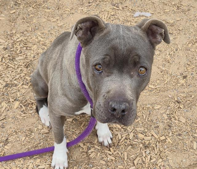 Pit Bull