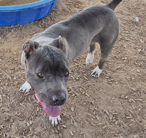 picture of the dog needing adoption