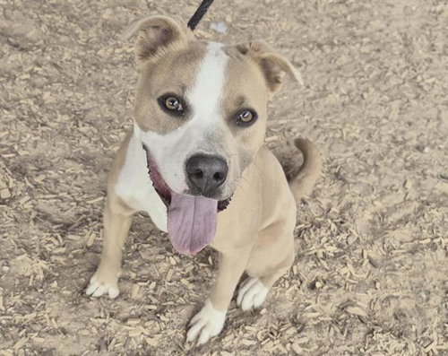 picture of the dog needing adoption