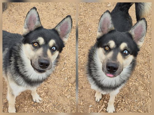 picture of the dog needing adoption