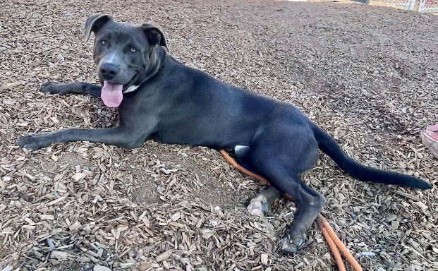 Pit Bull