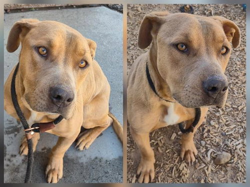 picture of the dog needing adoption