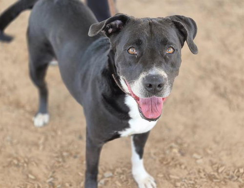 picture of the dog needing adoption
