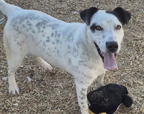 SILAS, an adoptable Dalmatian in Albuquerque, NM
