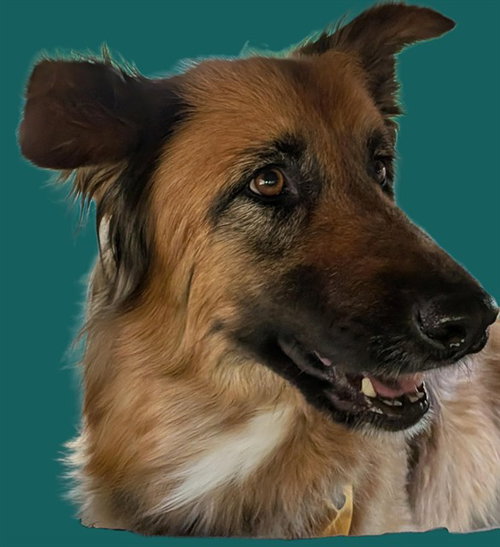 RUBI, an adoptable German Shepherd Dog in Albuquerque, NM