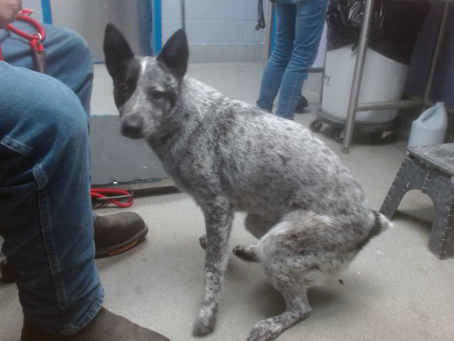 Australian Cattle Dog