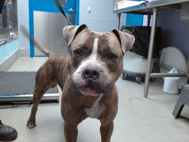 Pit Bull