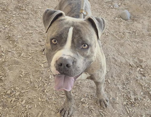 picture of the dog needing adoption
