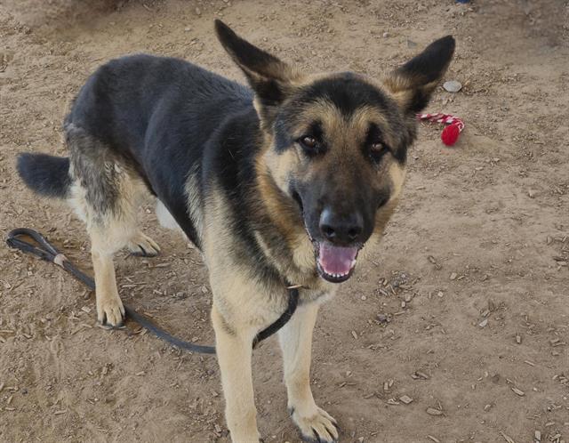 German Shepherd