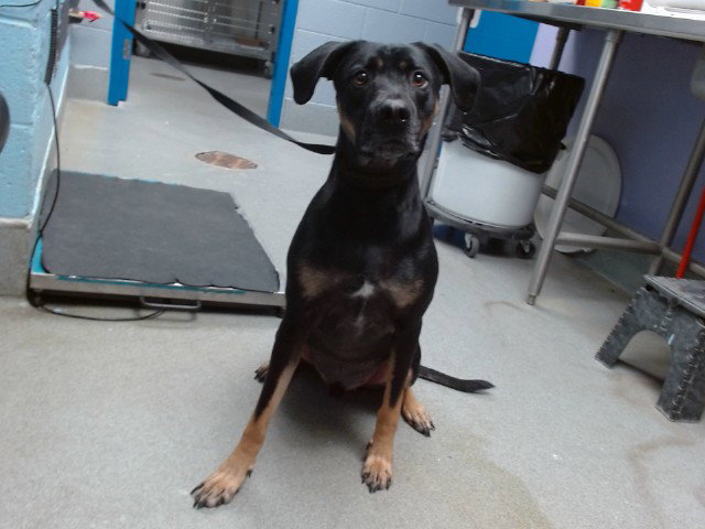 Rottweiler