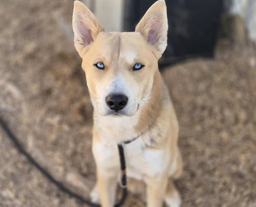 picture of the dog needing adoption