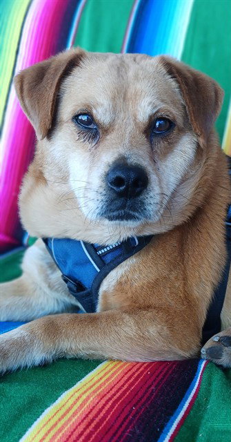 RED MAX, an adoptable Pug in Albuquerque, NM
