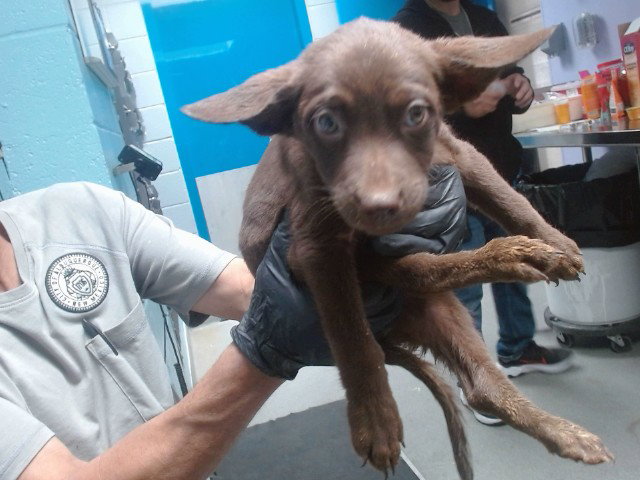 Pit Bull