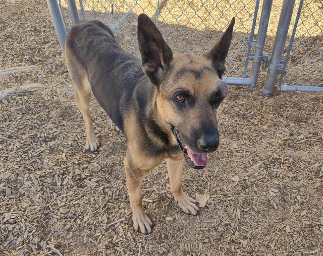 German Shepherd
