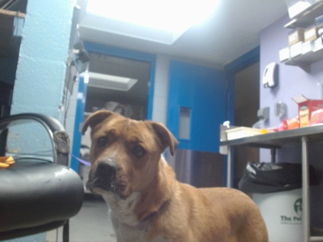 Bruno