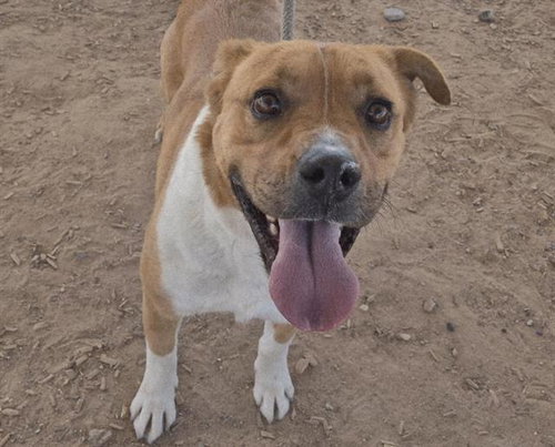 BRUNO, an adoptable Labrador Retriever in Albuquerque, NM