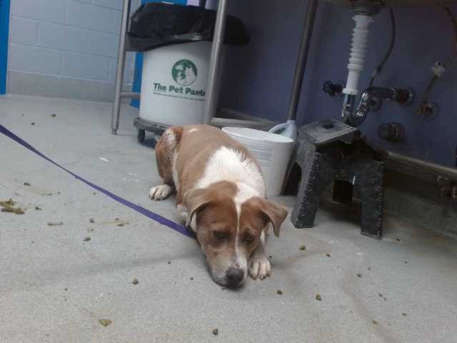Pit Bull