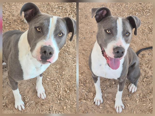 BALOO Image