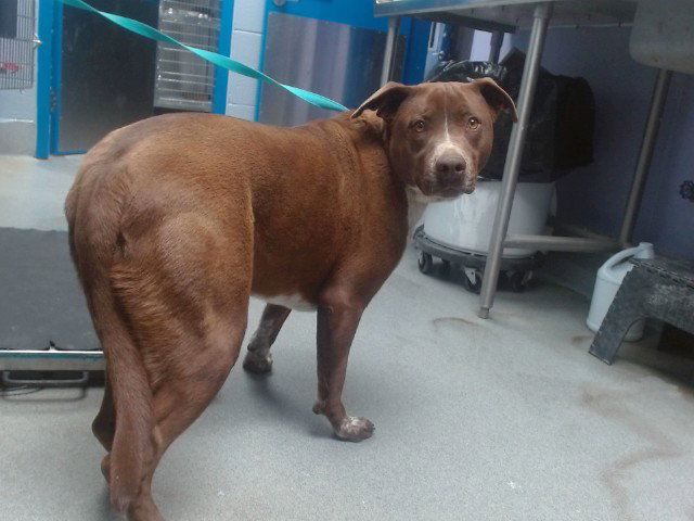 Pit Bull