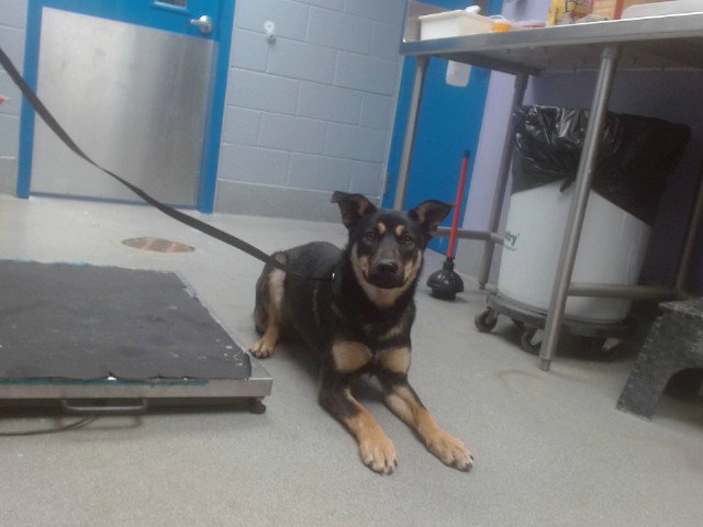German Shepherd