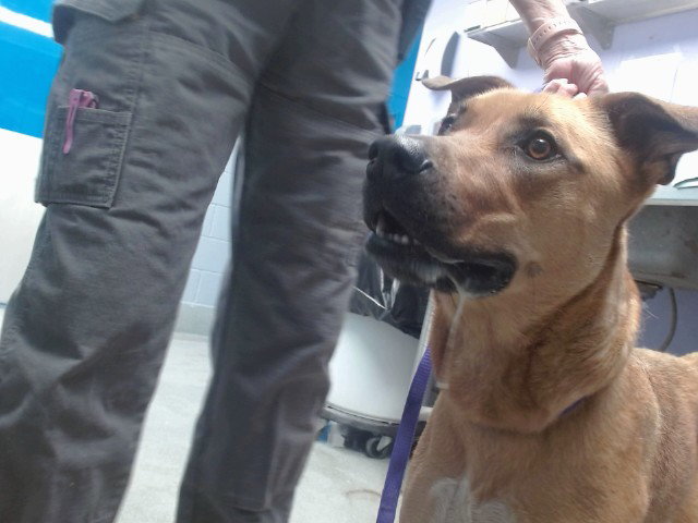German Shepherd