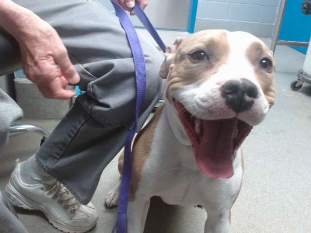 Pit Bull