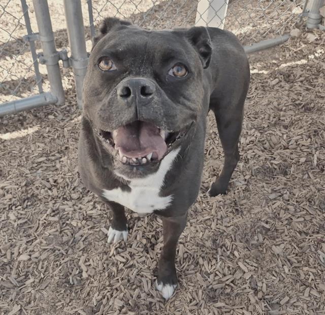 MILO Image