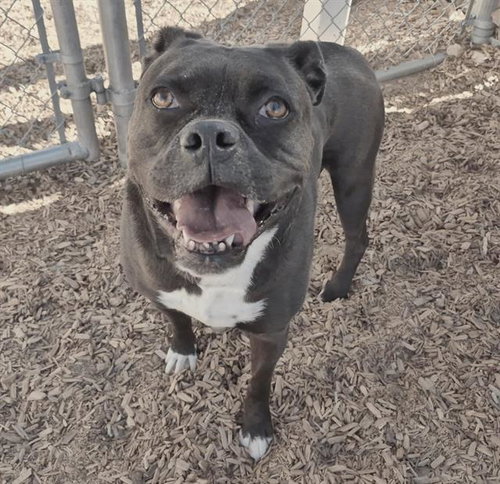 MILO, an adoptable Boxer in Albuquerque, NM