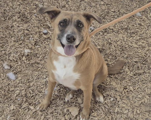 picture of the dog needing adoption
