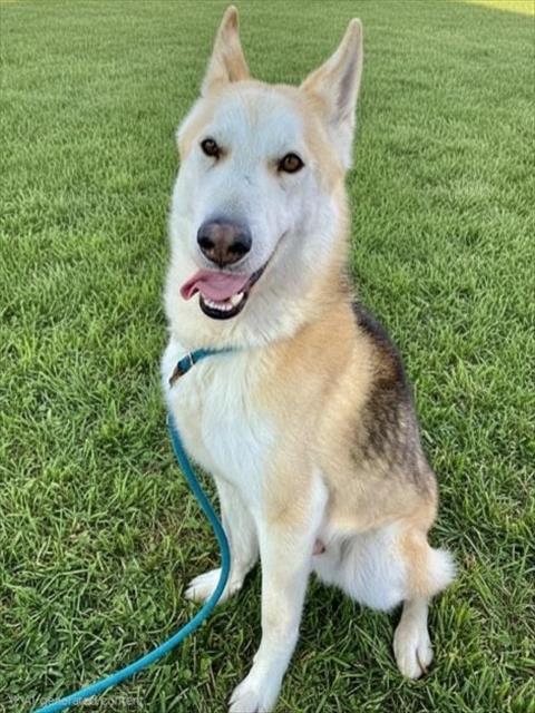 TORRO, an adoptable Husky in Albuquerque, NM
