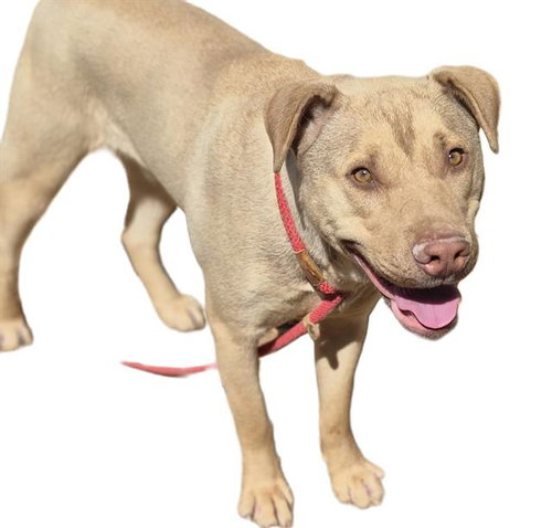 PAUL, an adoptable Chinese Shar-Pei in Albuquerque, NM