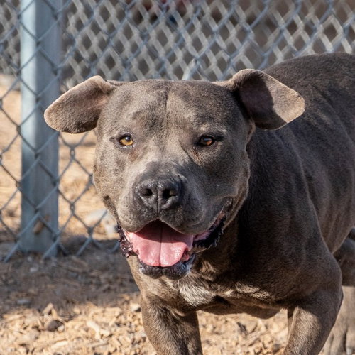 GANGSTER - Pit Bull Terrier available for adoption