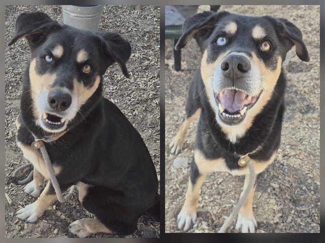 DAKOTA Image