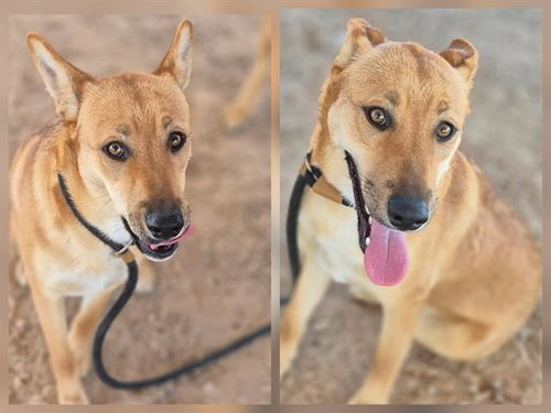 CASSIDY, an adoptable German Shepherd Dog in Albuquerque, NM